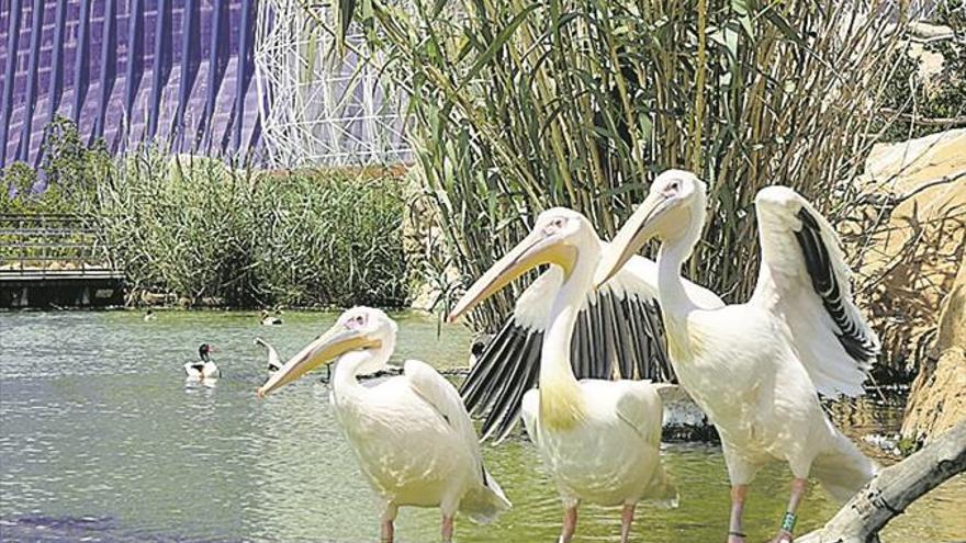 Naixen milers de samarucs al Llac Viu de l’Oceanogràfic