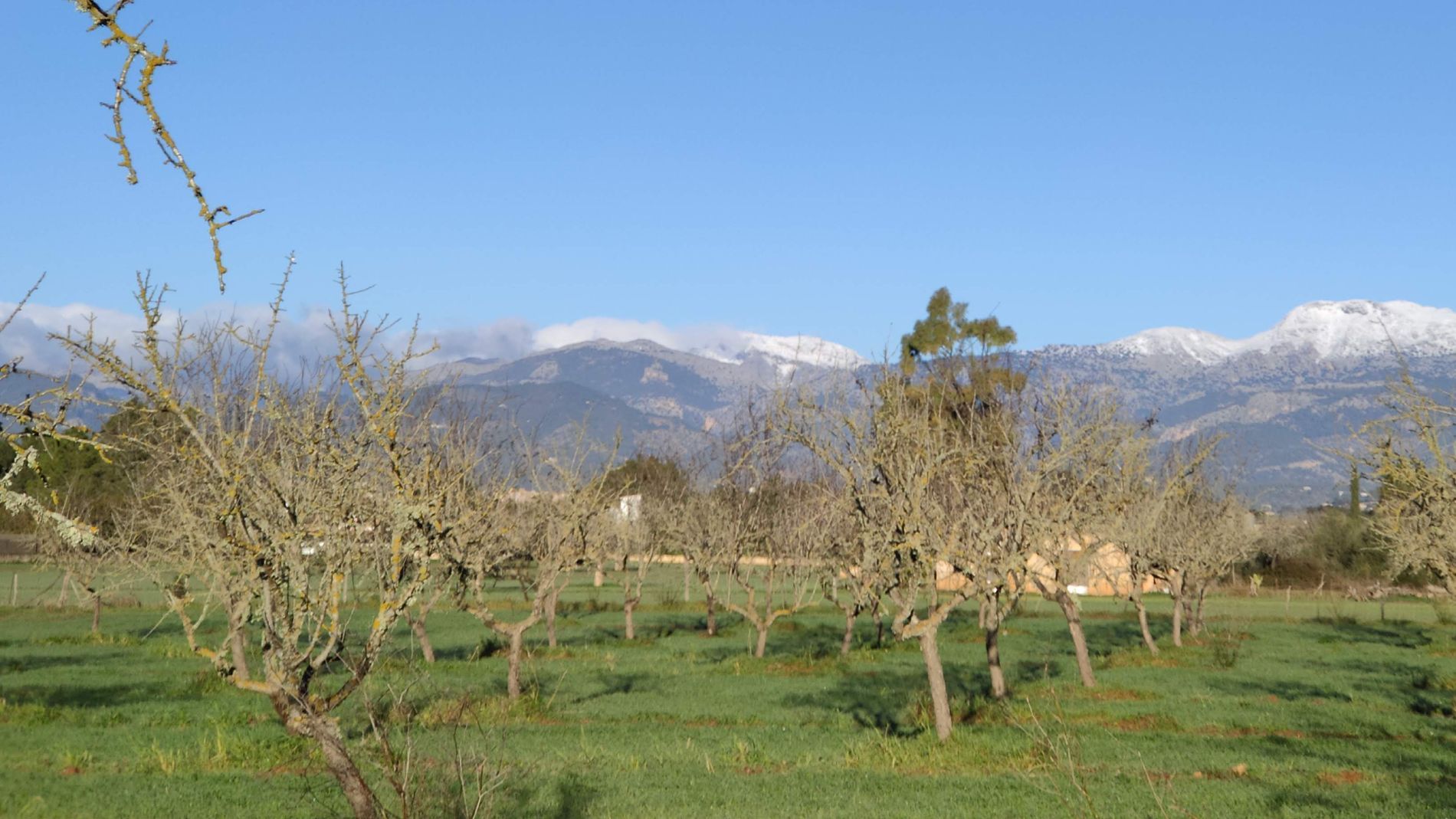 La UIB identifica los insectos responsables de la transmisión de la 'Xylella fastidiosa' en Baleares