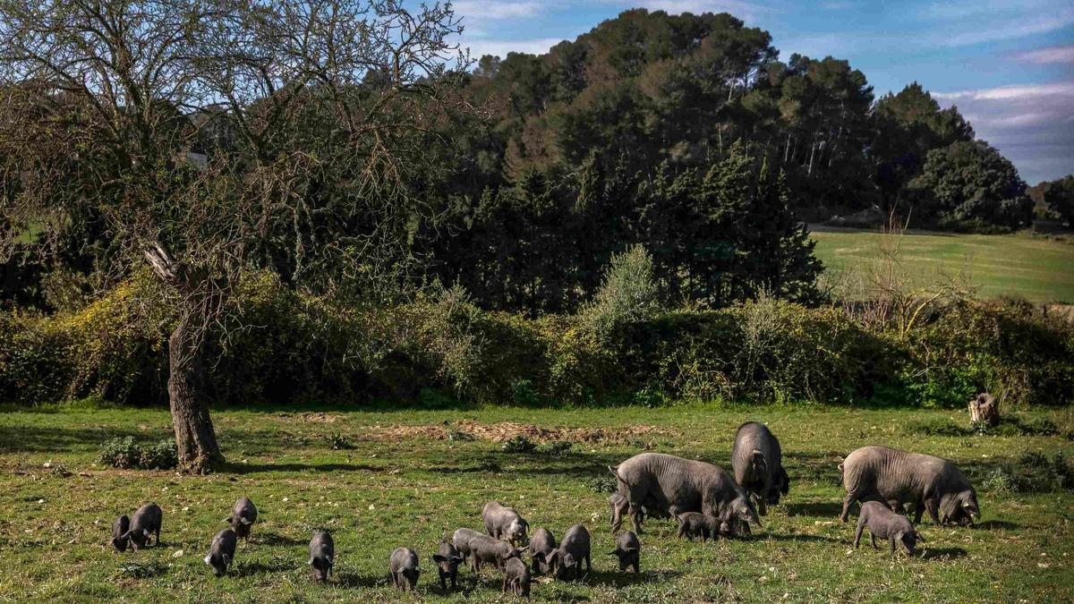 Imagen de una explotación de 'porc negre' en Mallorca.