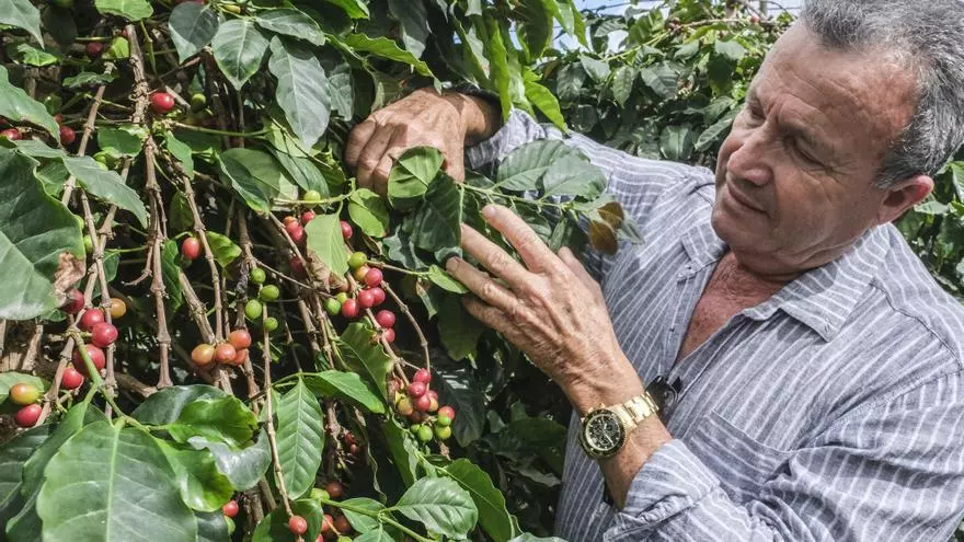 Finca de café de Antonio Pérez en Maspalomas