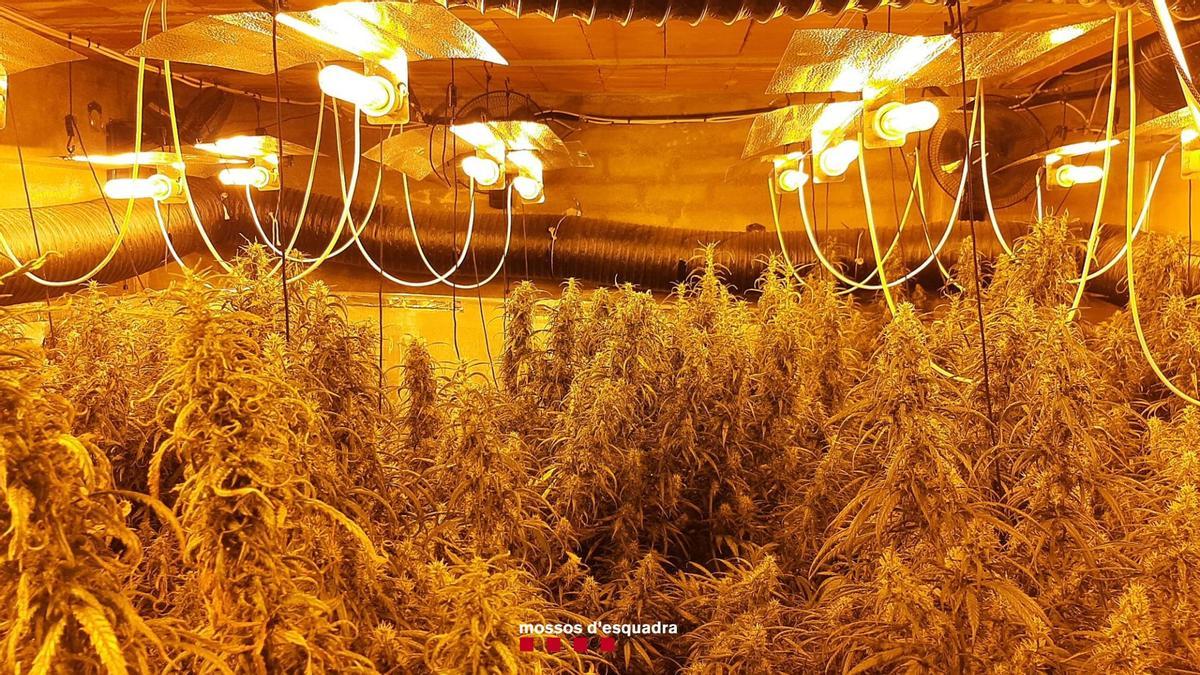 La plantació de marihuana que hi havia dins l'habitatge