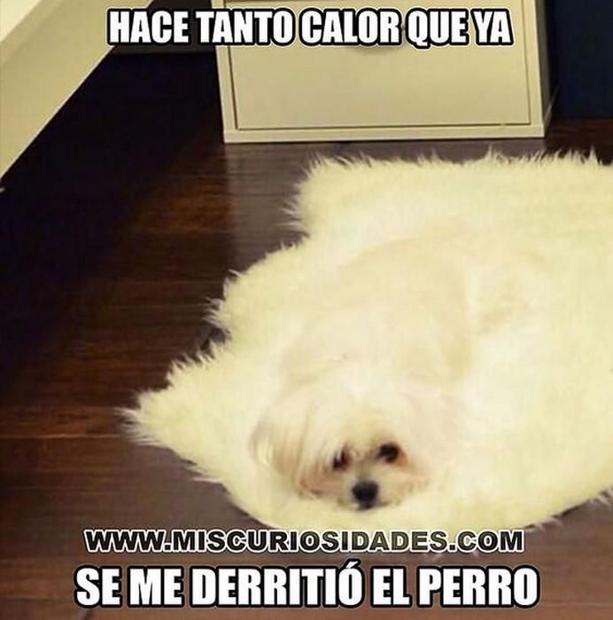 Los mejores memes del calor (comienzo del verano)