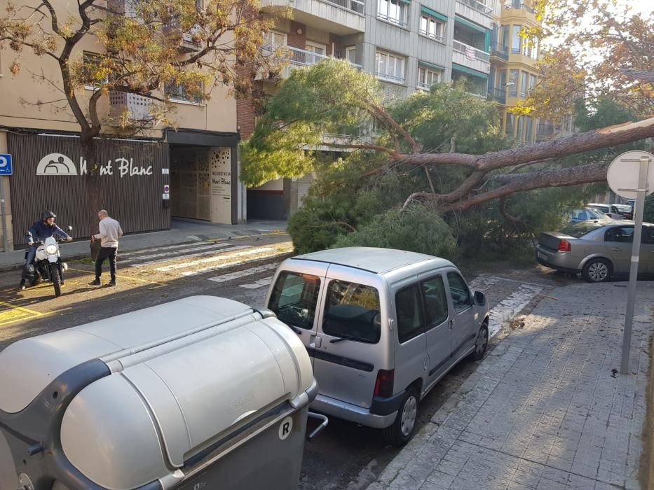 Cau un arbre davant la residència Mont Blanc, a Manresa