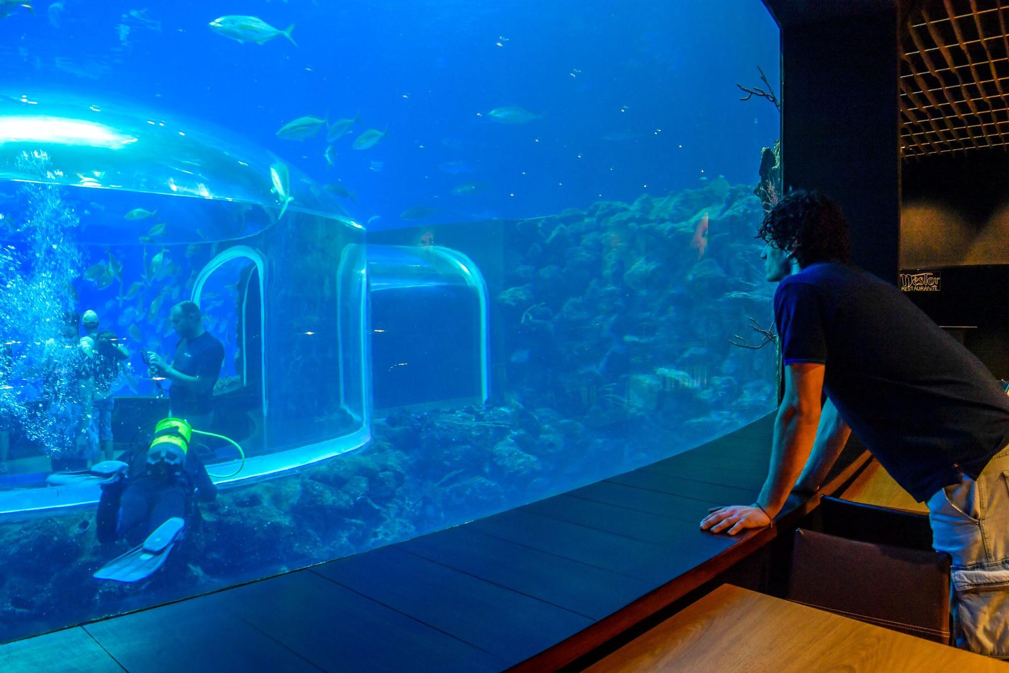 Los jugadores del CB Gran Canaria visitan el acuario Poema del Mar