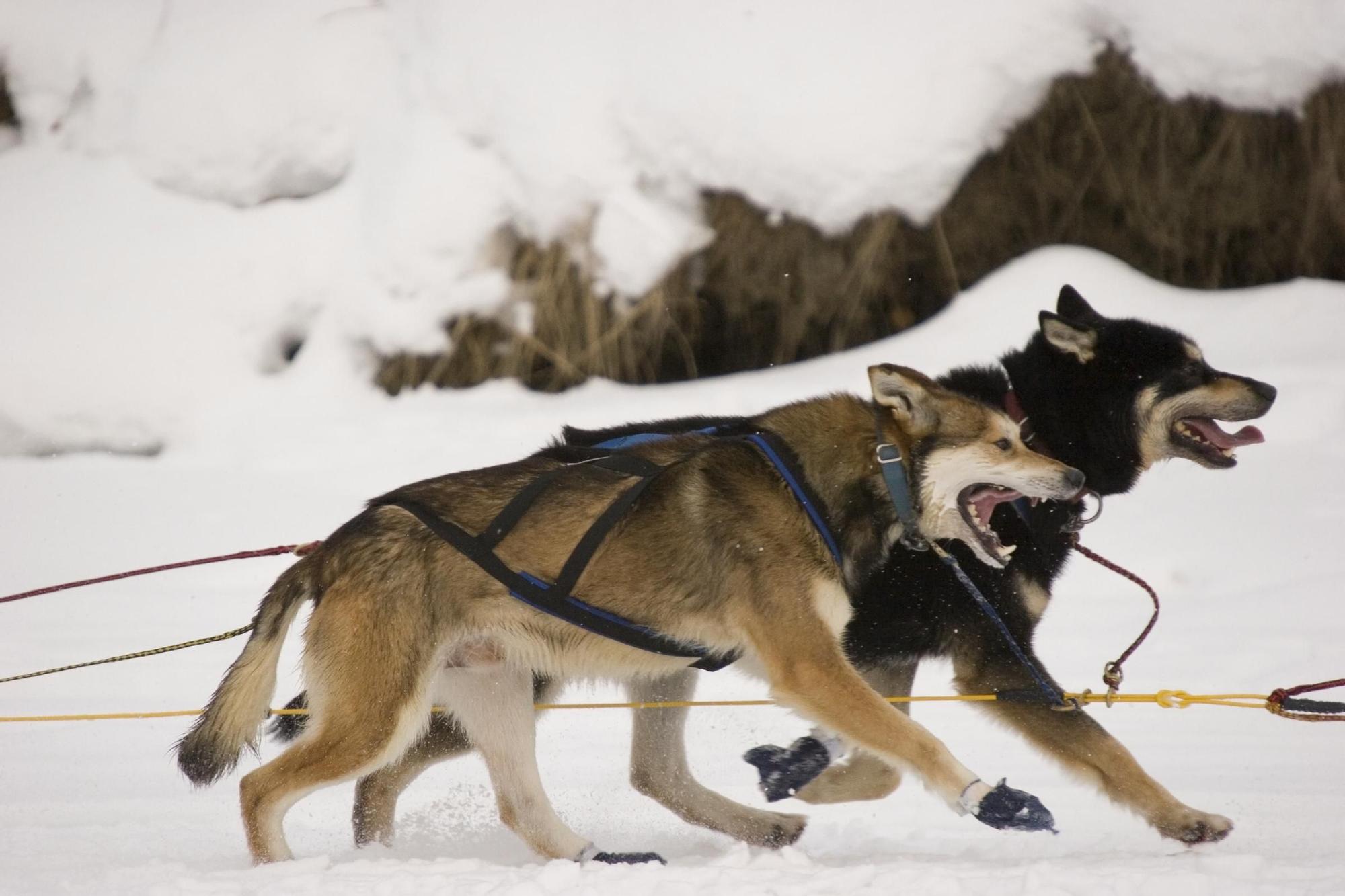Los perros son los fieles compañeros de los que se aventuran a recorrer Alaska