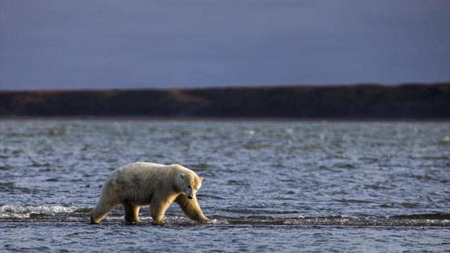 Los osos polares podrían extinguirse en 80 años por el cambio climático