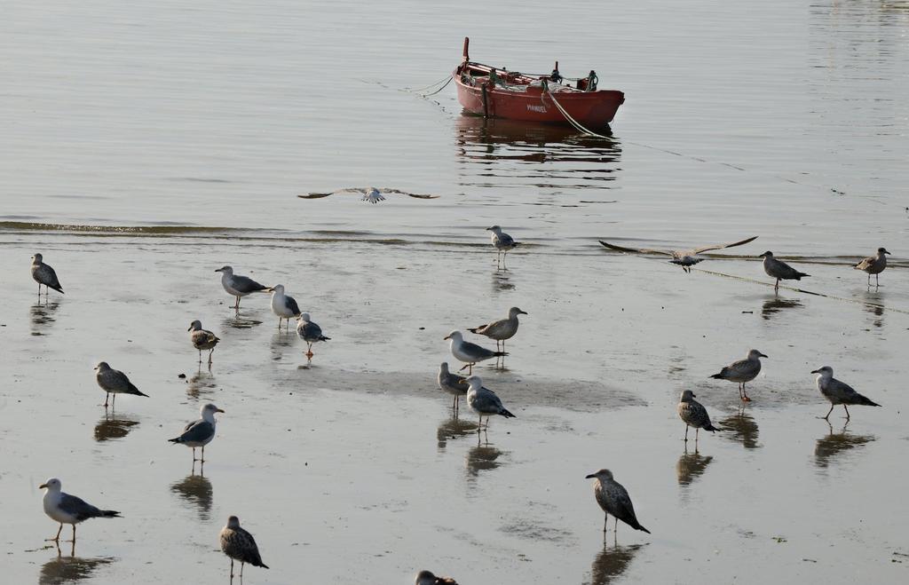 Las gaviotas patiamarilla y sombría forman parte de la gran biodiversidad de la isla, con importantes fondos marinos.