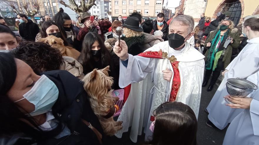 Gallos, cobayas y hasta bichos palo, así fue la bendición de las mascotas por San Antón en Lugones
