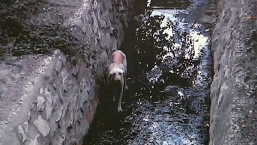 Un perro lleva meses atrapado en un túnel