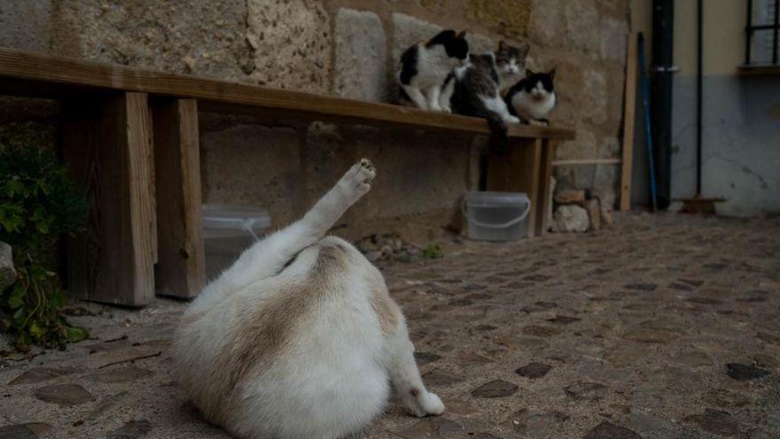 Colonia felina en la ciudad.