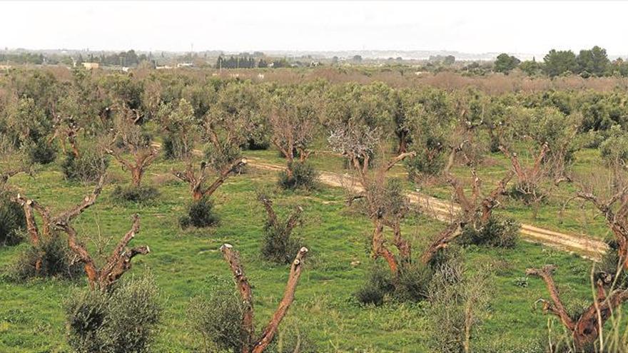 La plaga de la ‘Xylella’ amenaza al 85% de la agricultura de Castellón