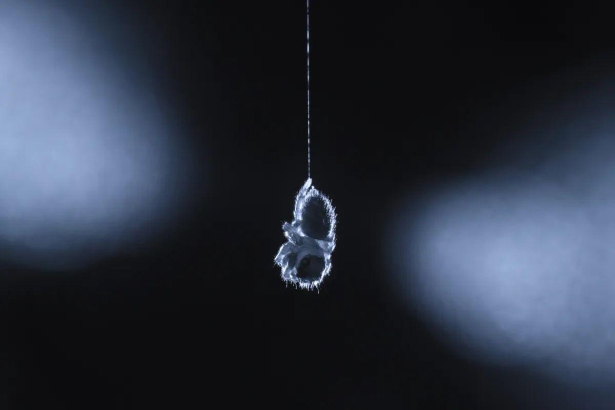 Las patas de las arañas se enroscan cuando están descansando y, aparentemente, también cuando sueñan.