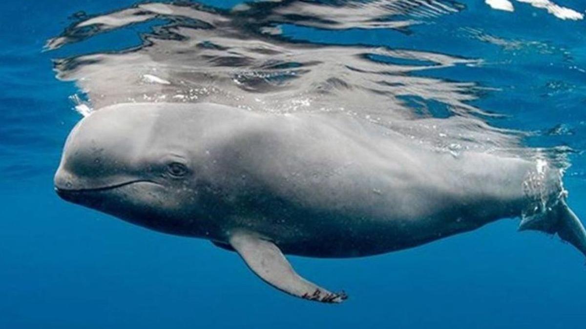 Un cachalote en el océano. Los cachalotes son las especies que sufren más varamientos por colisión en las Islas.