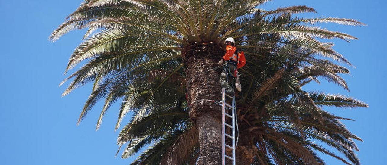 Un operario en plena faena de limpieza de una palmera.