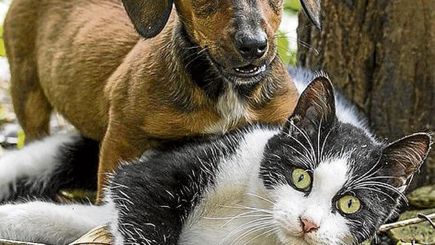 Los perros nos admiran pero los gatos solo nos miran