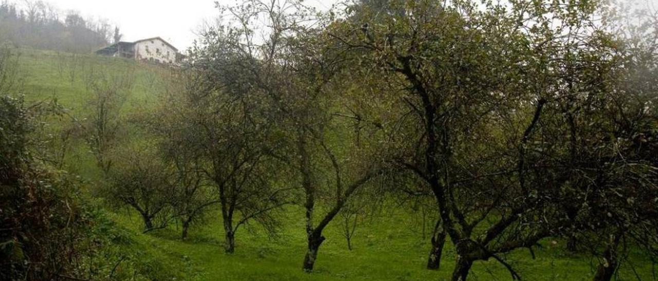 Una pomarada en Astigarraga (Guipúzcoa).