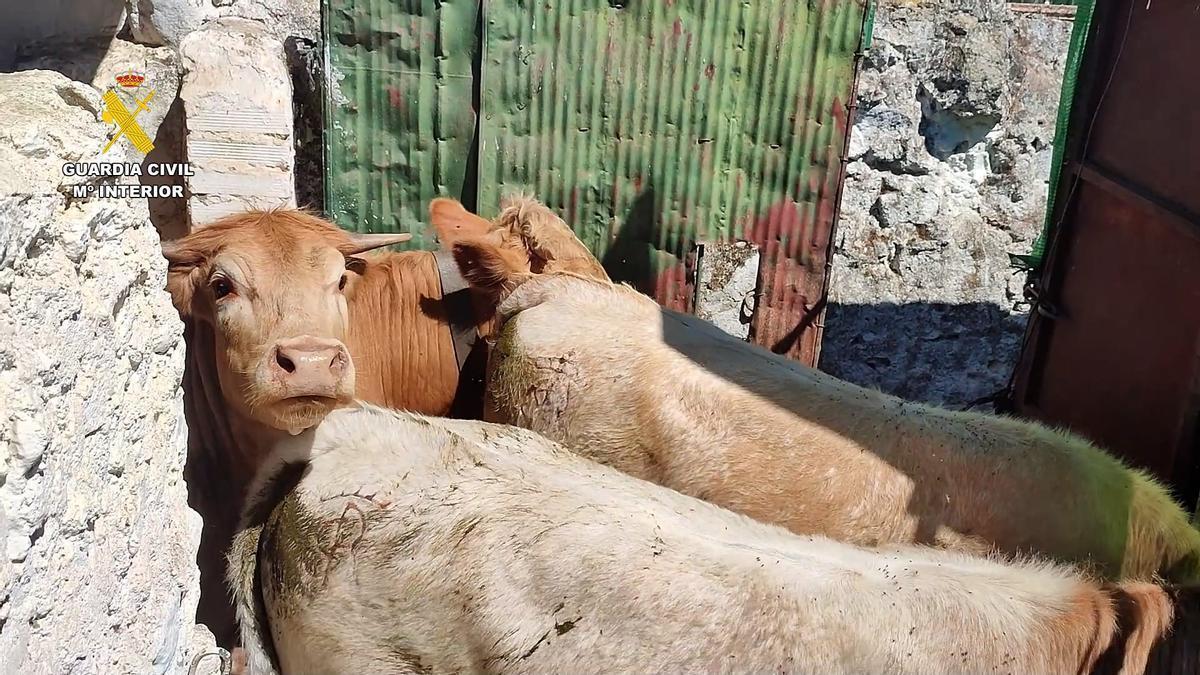 VÍDEO | Cuatro becerras desaparecen de una finca y aparecen marcadas con otro hierro en El Ronquillo