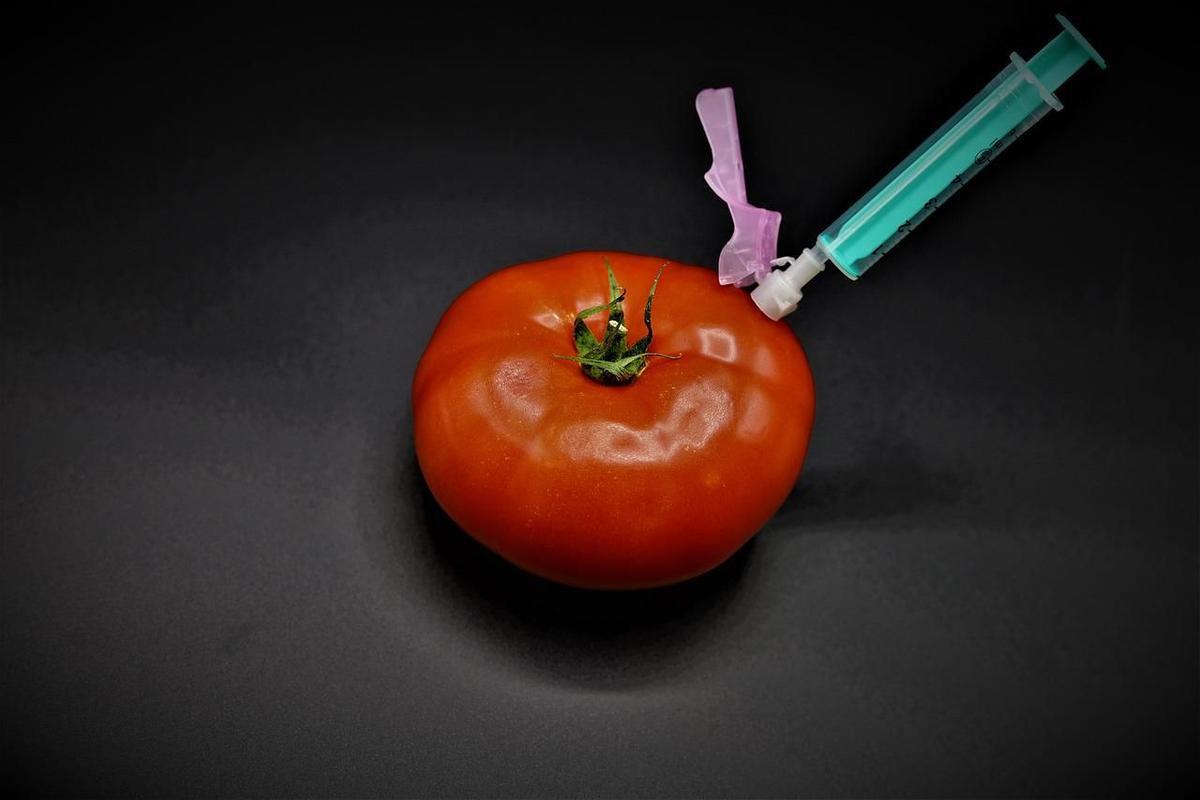 Tomate en laboratorio.