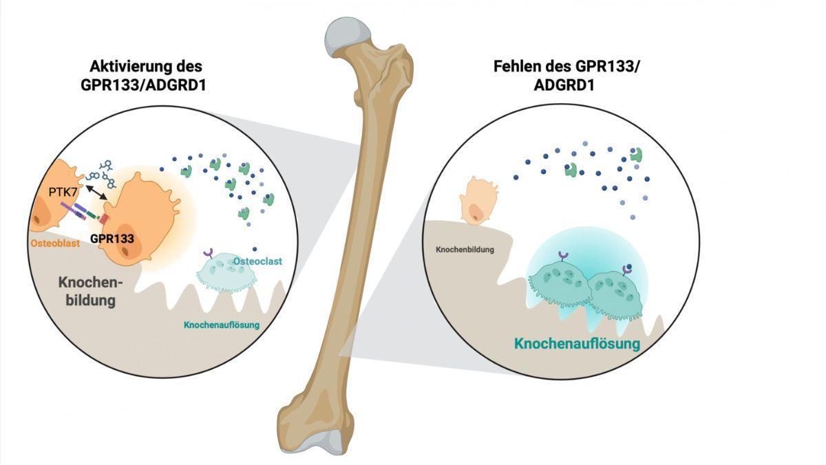 Cuando GPR133 se activa en el tejido óseo, desencadena una señal que estimula las células formadoras de huesos e inhibe aquellas que los van reduciendo poco a poco.