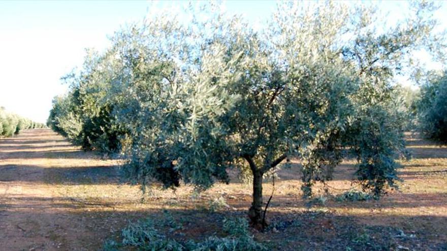 El coste para producir un kilo de aceite llega a 2,47 euros