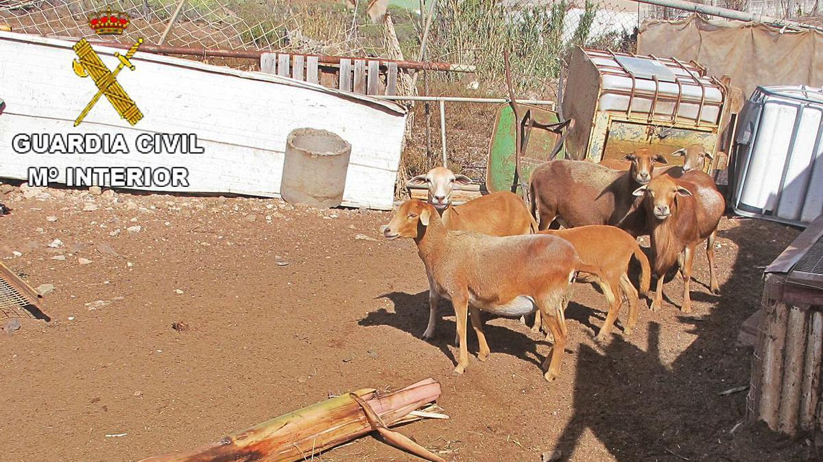 Un vecino de Gáldar condenado por matar a su perro recupera los animales