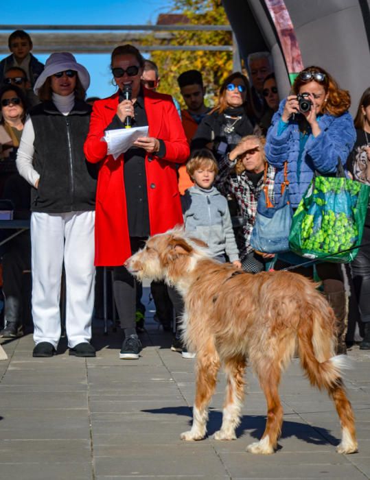 Fundación Bioparc y AUPA celebran el 15º Desfiles de perros abandonados