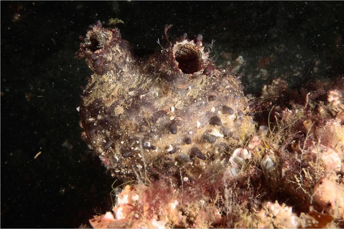 Esta especie invasora supone una amenaza para el cultivo de mejillón en Arousa y la biodiversidad de la costa gallega