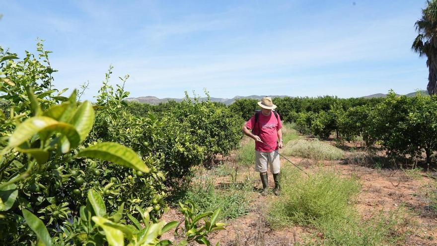 Die Orange in Castellón kommt aus der Lähmung heraus, beginnt aber mit niedrigeren Preisen als vor einem Jahr