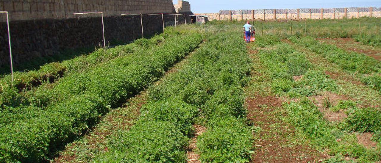 El remedio natural para  los terrenos baldíos