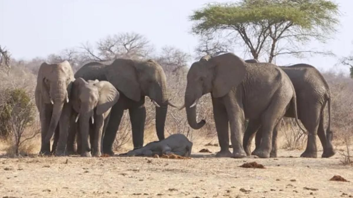 Grupo de elefantes velando una cría muerta