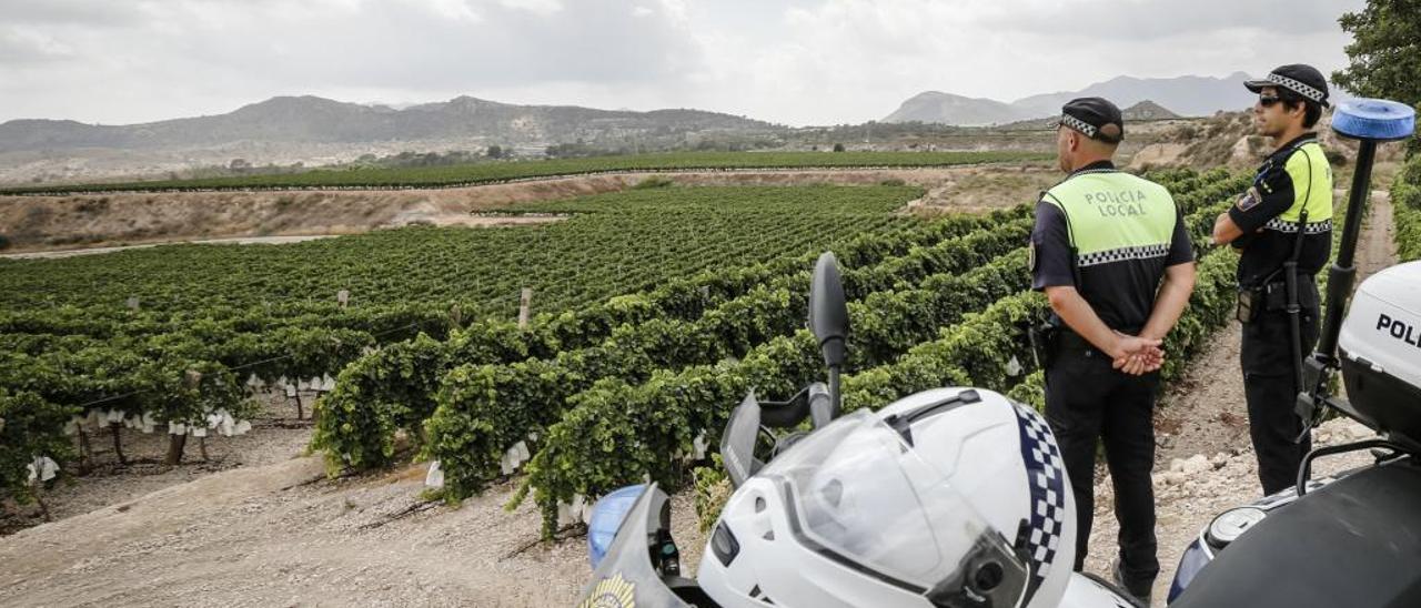 La eficaz vigilancia policial en las fincas de uva de mesa está reduciendo la acción de los clanes especializados en robar las cosechas. ÁXEL ÁLVAREZ