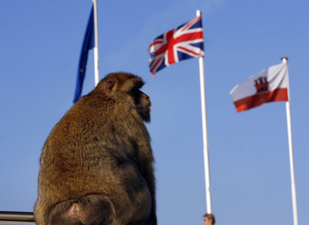 Uno de los famosos monos que viven en el peñón de Gibraltar junto a las banderas de la Unión Europea, la del Reino Unido y la de Gibraltar.