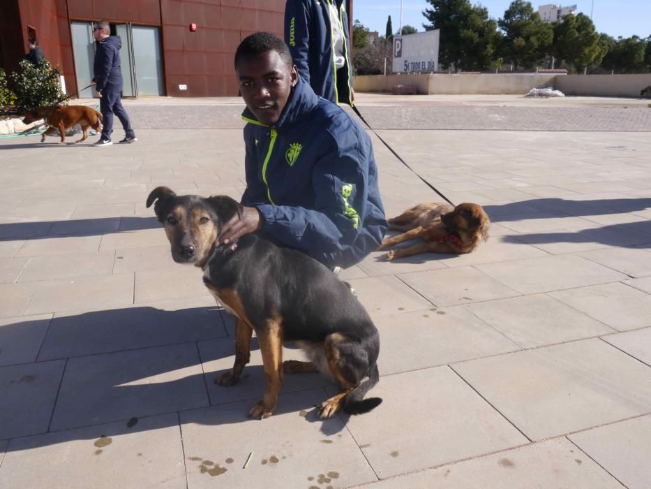 Jornada de adopción de perros en el Bioparc