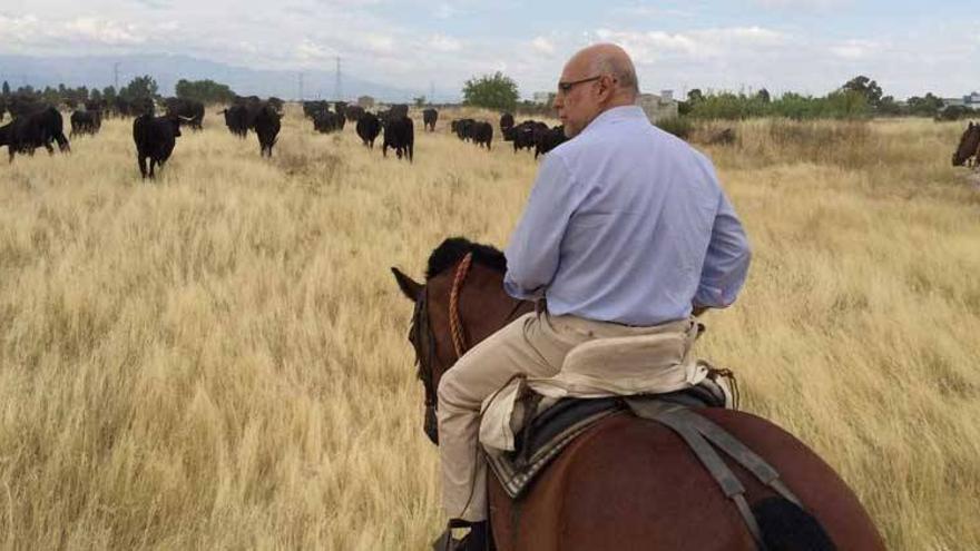 El consejero de Agricultura acompaña a 180 vacas en su trashumancia hacia Castilla-León