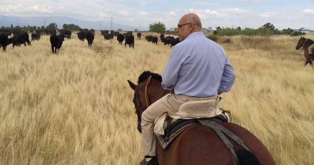 El consejero de Agricultura acompaña a 180 vacas en su trashumancia hacia Castilla-León