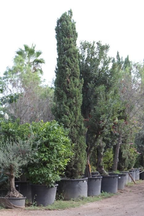 Mallorcas Gärtnereien: Bei „Jardins de Tramuntana“ sehen Besucher, welche Pﬂanzen auf der Insel gut gedeihen und wie viel Gestaltung möglich ist