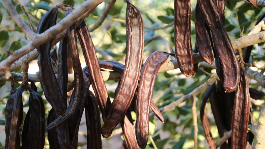 The price of the carob drops to 30 cents after two years in the clouds