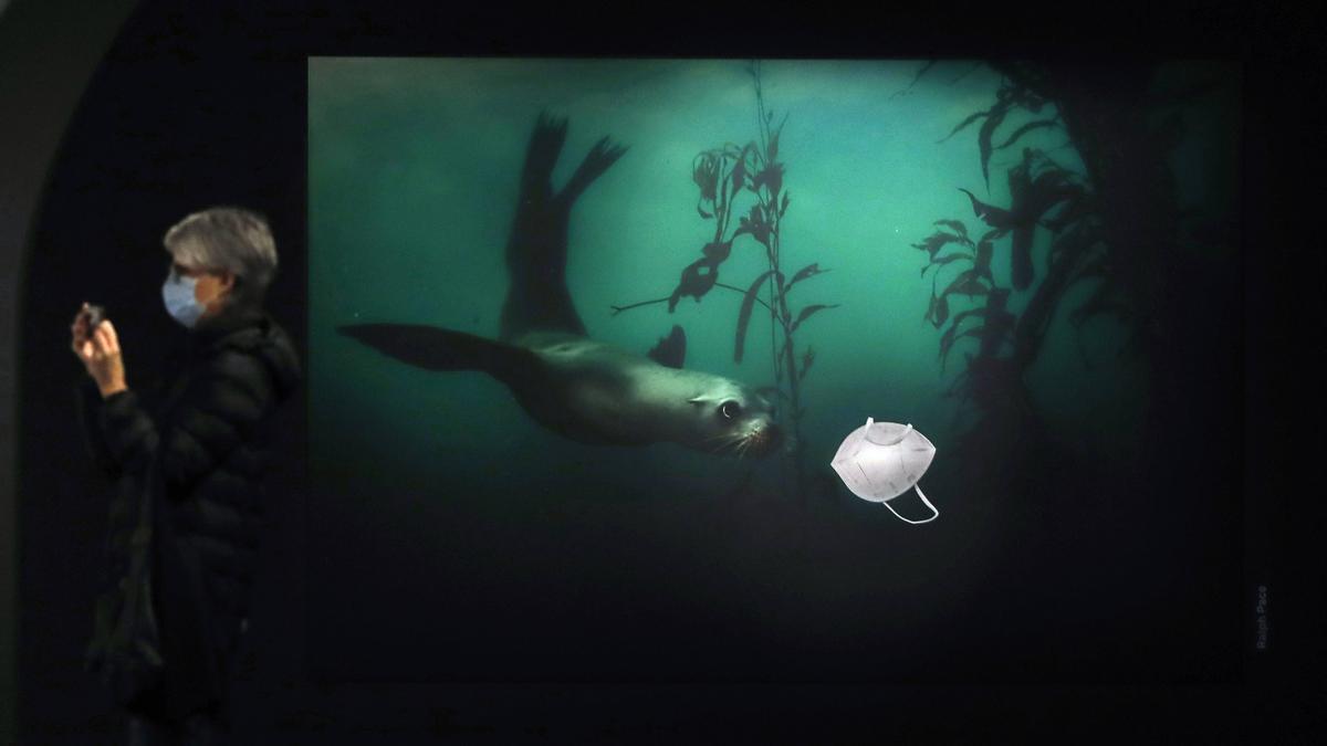 La imagen de Ralph Pace, de un león marino en California, en la muestra del World Press Photo, en el CCCB.