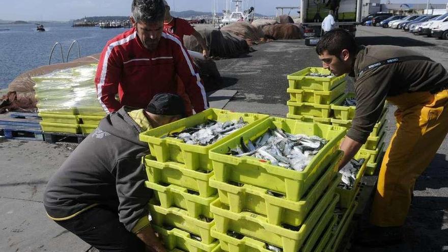 Pescadores descargan sardina en un puerto gallego. // Noe Parga