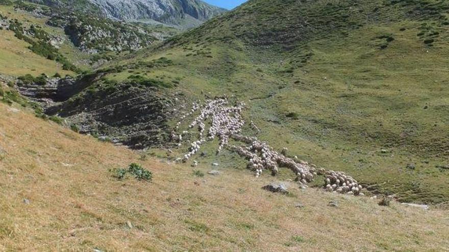 Un grupo de expertos analiza la evolución del paisaje pirenaico en relación con la trashumancia