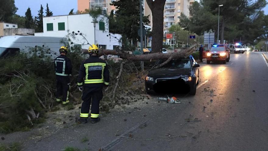 In Palmanova erwischte ein Baum ein Auto.
