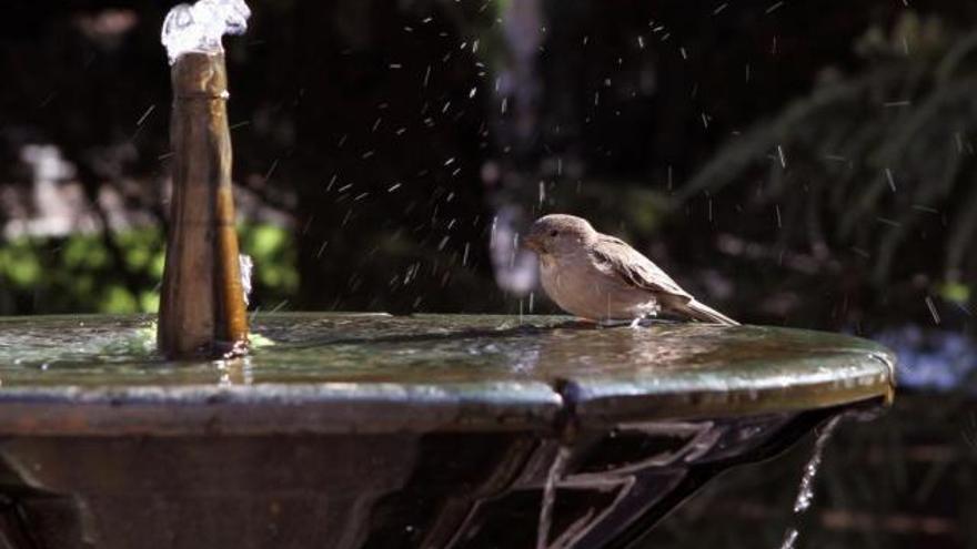 Piden poner agua en el balcón para que los pájaros puedan soportar la ola de calor