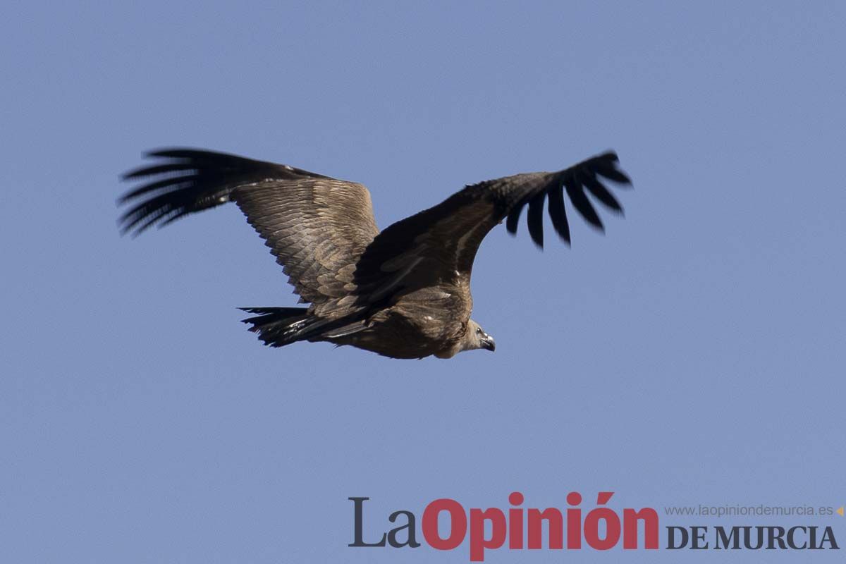 Suelta de dos buitres leonados en la Sierra de Mojantes en Caravaca