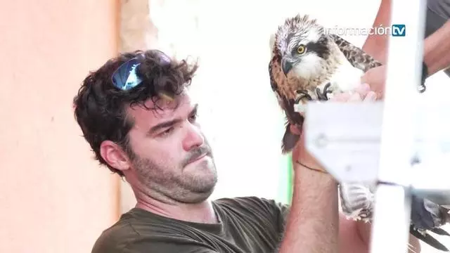 Doce nuevas crías de águila pescadora llegan desde Escocia para recuperar la especie en el Marjal de Pego-Oliva