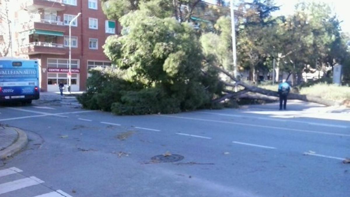 Un árbol caído en Sabadell