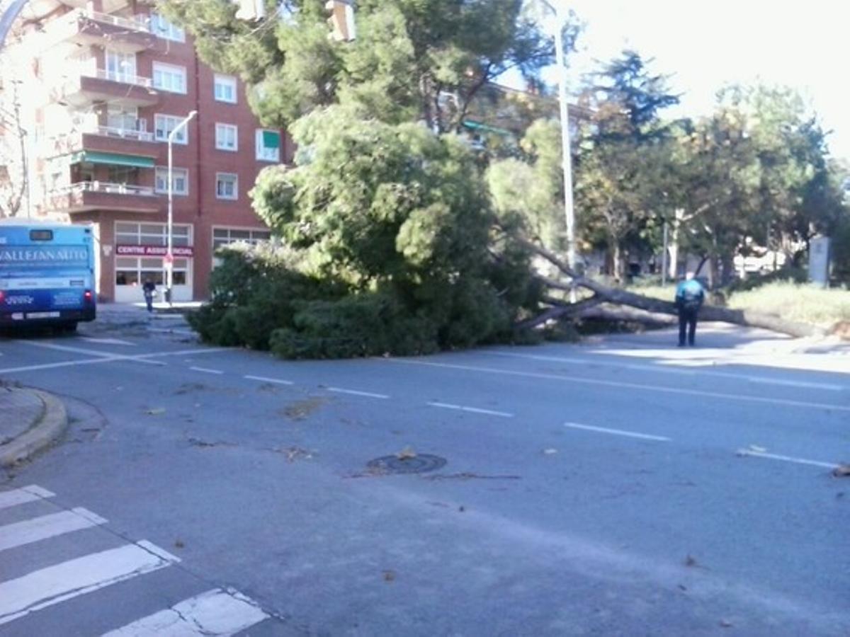 Un arbre a terra a la cèntrica plaça Taulí de Sabadell després del fort vent d’aquest dimarts.