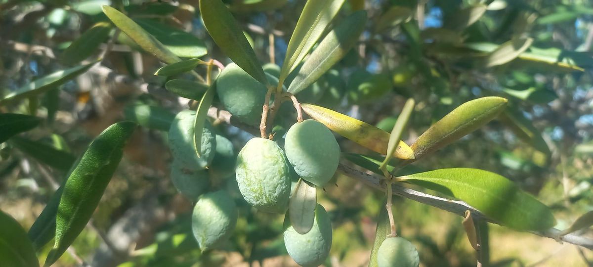 Aceitunas arrugadas por la sequía