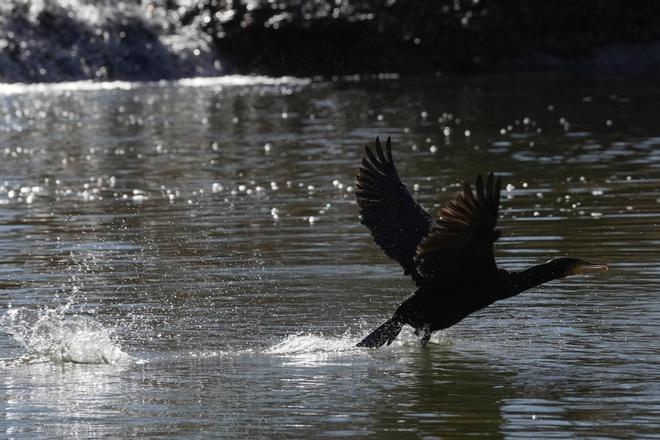 Aves migratorias en el ríos Duero a su paso por Zamora capital