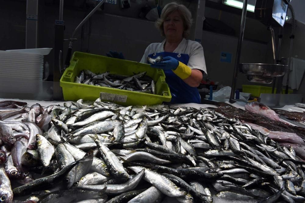 San Juan A Coruña 2017: Sardinas en las plazas