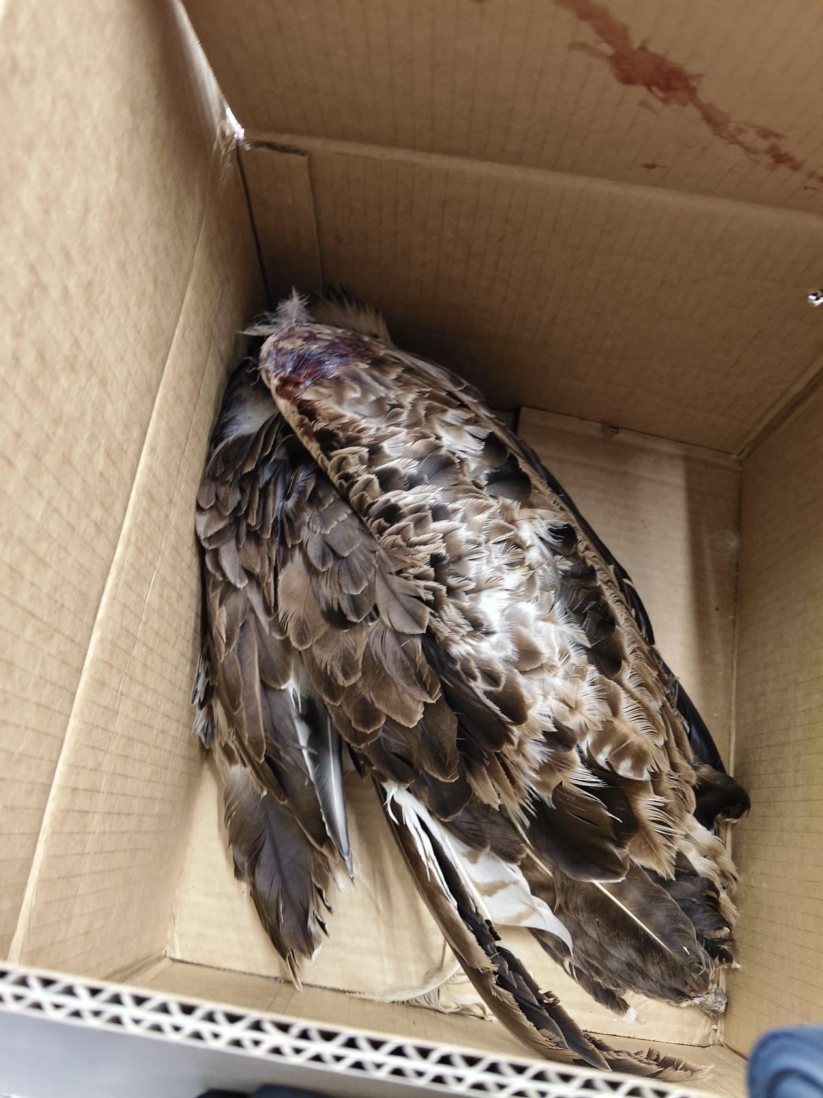 Los agentes transportaron el águila en una caja de cartón.